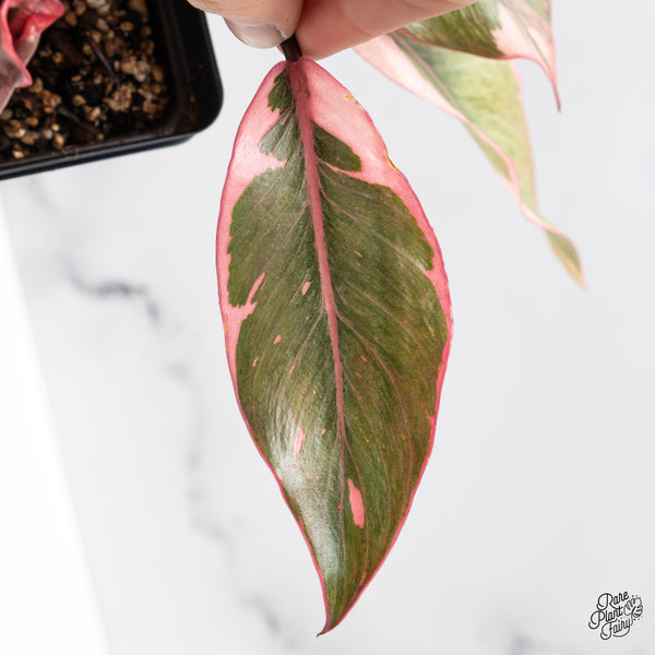 Philodendron Erubescens 'Pink Princess' Outer Variegated (wk51-F)