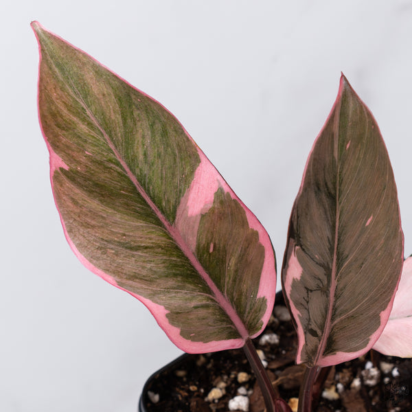 Philodendron Erubescens 'Pink Princess' Outer Variegated (wk32-T)