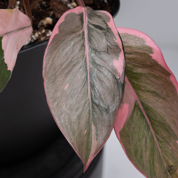 Philodendron Erubescens 'Pink Princess' Outer Variegated (wk32-T)