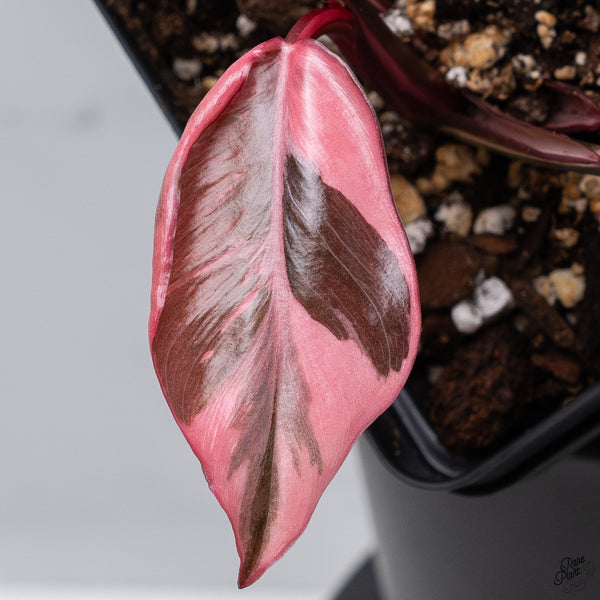 Philodendron Erubescens 'Pink Princess' Outer Variegated (wk32-T)