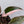 Philodendron Erubescens 'Pink Princess' Outer Variegated (wk32-T)