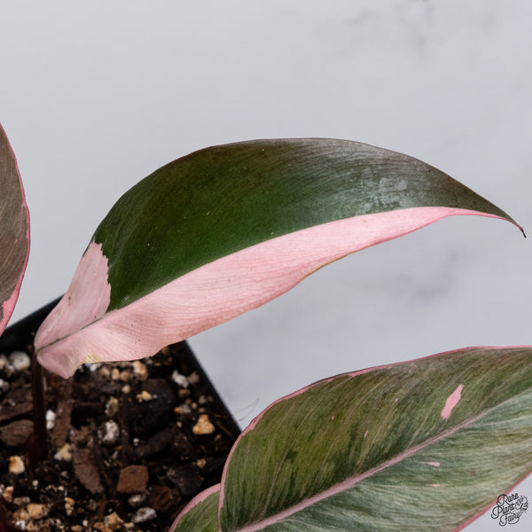 Philodendron Erubescens 'Pink Princess' Outer Variegated (wk32-T)