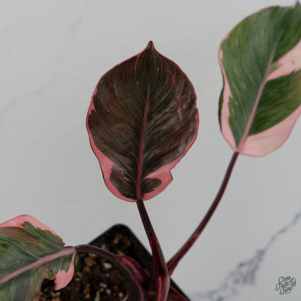 Philodendron Erubescens 'Pink Princess' Outer Variegated (wk34-K)