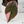 Philodendron Erubescens 'Pink Princess' Outer Variegated (wk34-K)