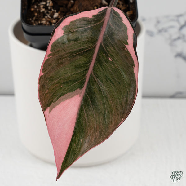 Philodendron Erubescens 'Pink Princess' Outer Variegated (wk34-K)