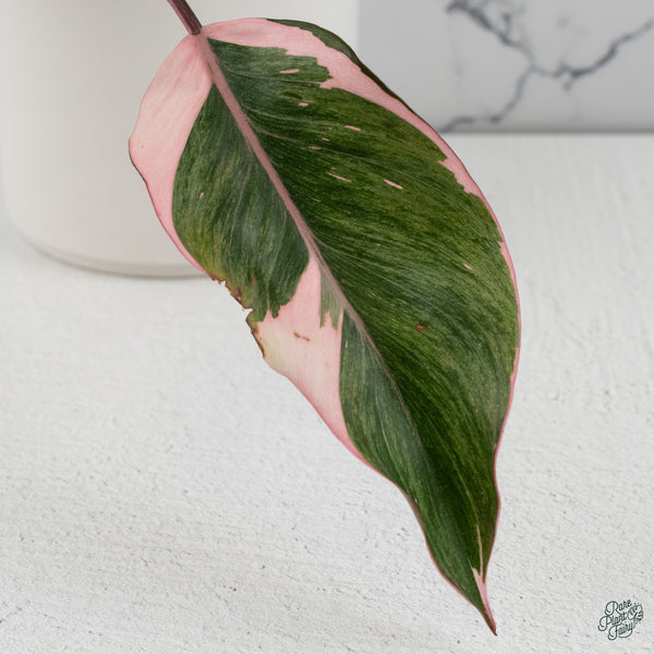 Philodendron Erubescens 'Pink Princess' Outer Variegated (wk34-K)