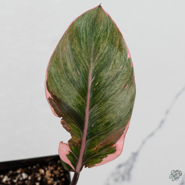 Philodendron Erubescens 'Pink Princess' Outer Variegated (wk34-K)