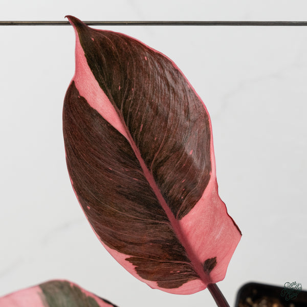 Philodendron Erubescens 'Pink Princess' Outer Variegated (wk34-K)