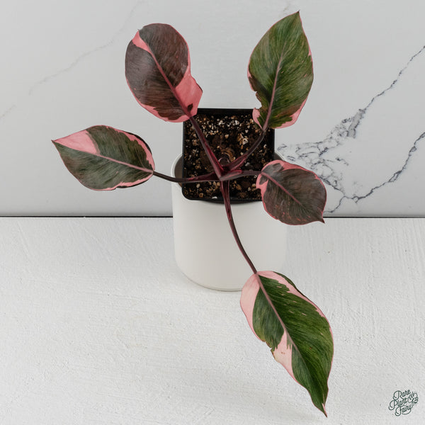 Philodendron Erubescens 'Pink Princess' Outer Variegated (wk34-K)