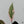 Philodendron Erubescens 'Pink Princess' Outer Variegated (wk35-K)
