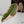 Philodendron Erubescens 'Pink Princess' Outer Variegated (wk35-K)