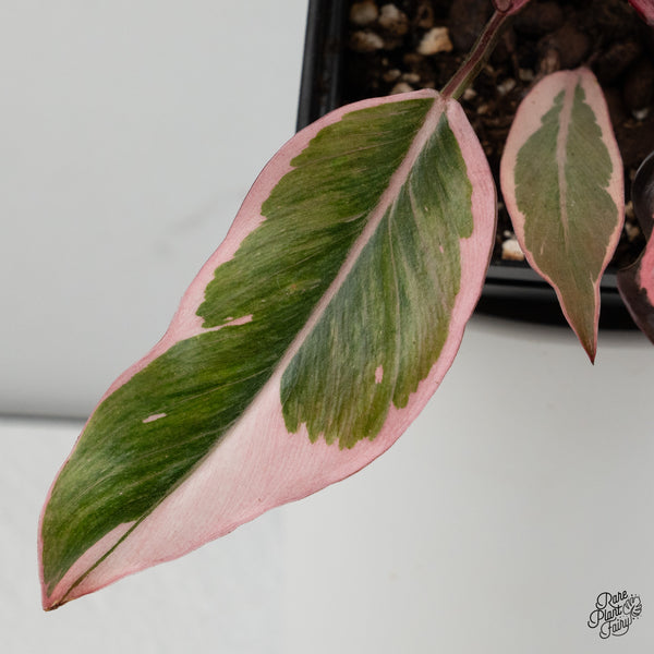 Philodendron Erubescens 'Pink Princess' Outer Variegated (wk35-K)