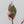 Philodendron Erubescens 'Pink Princess' Outer Variegated (wk35-K)