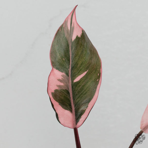 Philodendron Erubescens 'Pink Princess' Outer Variegated (wk35-K)