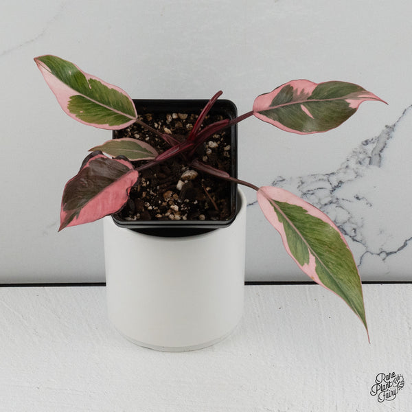 Philodendron Erubescens 'Pink Princess' Outer Variegated (wk35-K)