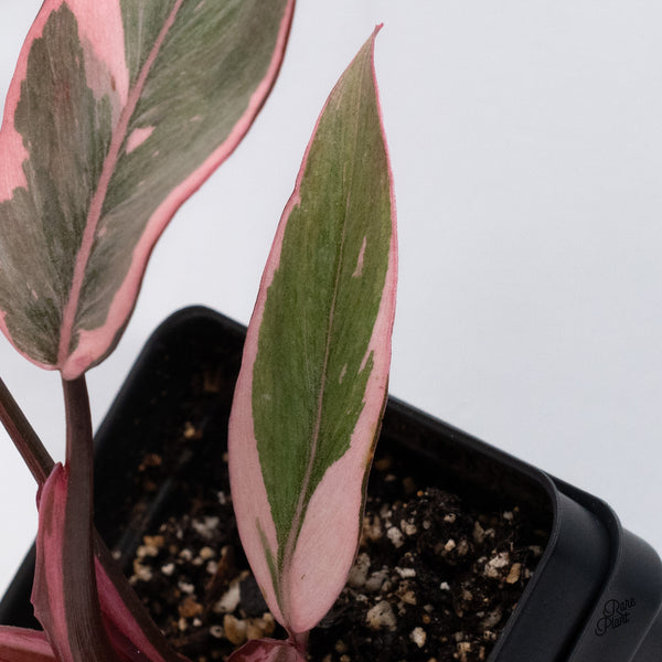 Philodendron Erubescens 'Pink Princess' Outer Variegated (wk36-I)