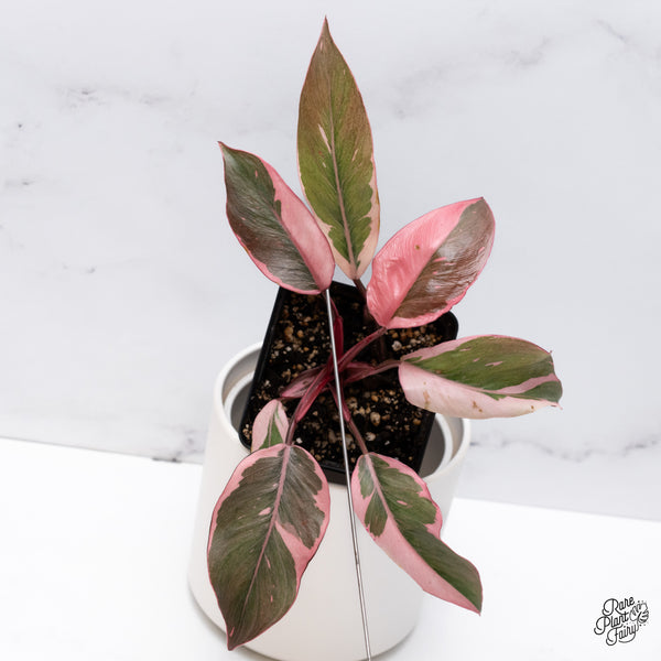 Philodendron Erubescens 'Pink Princess' Outer Variegated (wk36-I)