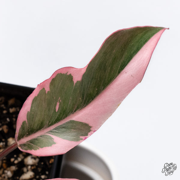 Philodendron Erubescens 'Pink Princess' Outer Variegated (wk36-I)