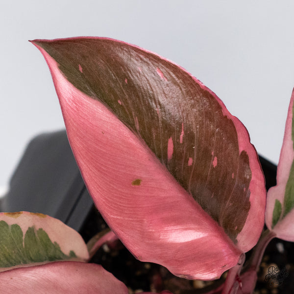 Philodendron Erubescens 'Pink Princess' Outer Variegated (wk36-I)