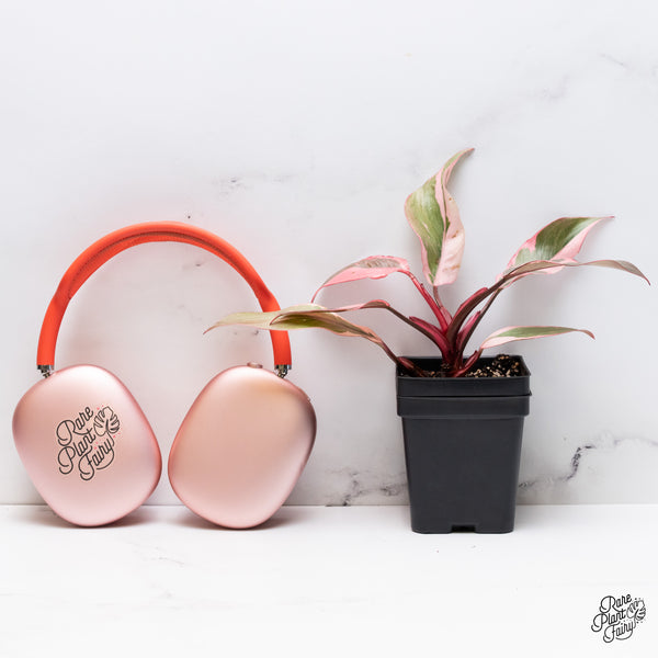 Philodendron Erubescens 'Pink Princess' Outer Variegated (wk36-I)