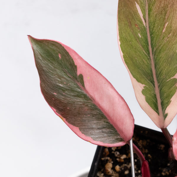 Philodendron Erubescens 'Pink Princess' Outer Variegated (wk36-I)