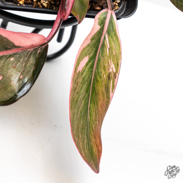 Philodendron Erubescens 'Pink Princess' *Mutation* (wk48-Q)