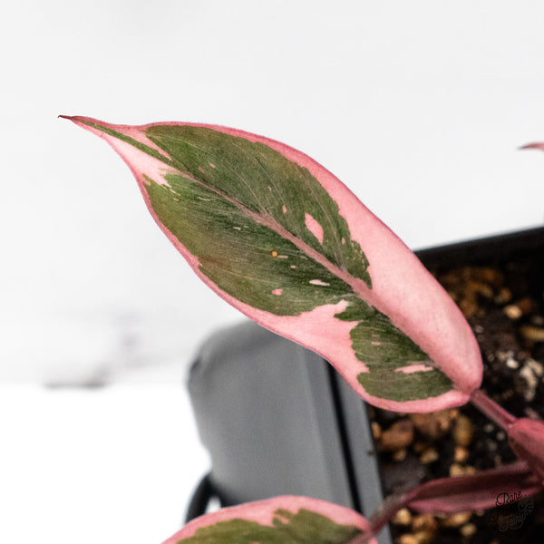 Philodendron Erubescens 'Pink Princess' *Mutation* (wk48-Q)