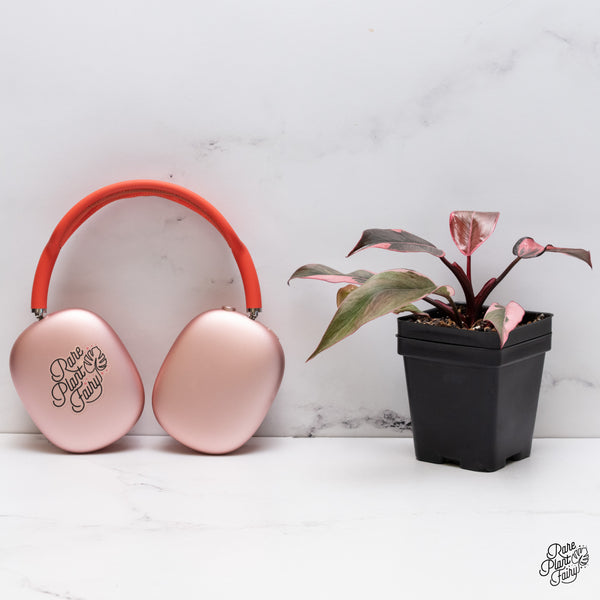 Philodendron Erubescens 'Pink Princess' Outer Variegated (wk37-G)