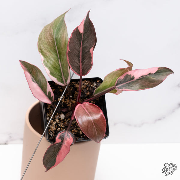 Philodendron Erubescens 'Pink Princess' Outer Variegated (wk37-G)