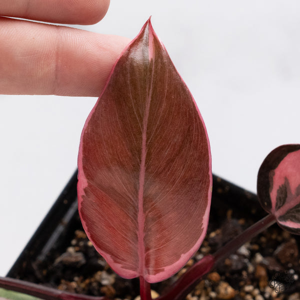 Philodendron Erubescens 'Pink Princess' Outer Variegated (wk37-G)