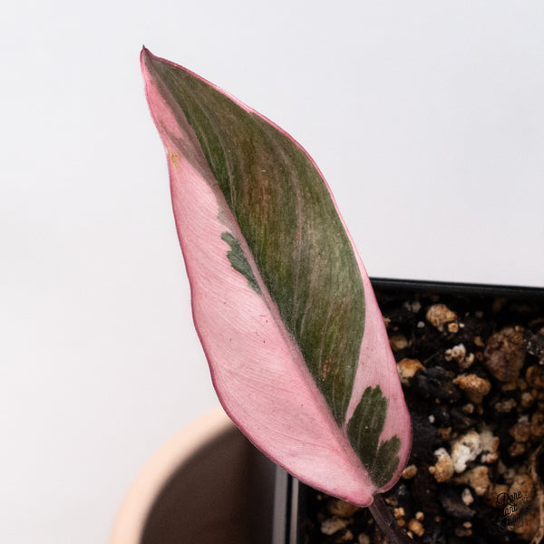 Philodendron Erubescens 'Pink Princess' Outer Variegated (wk37-G)