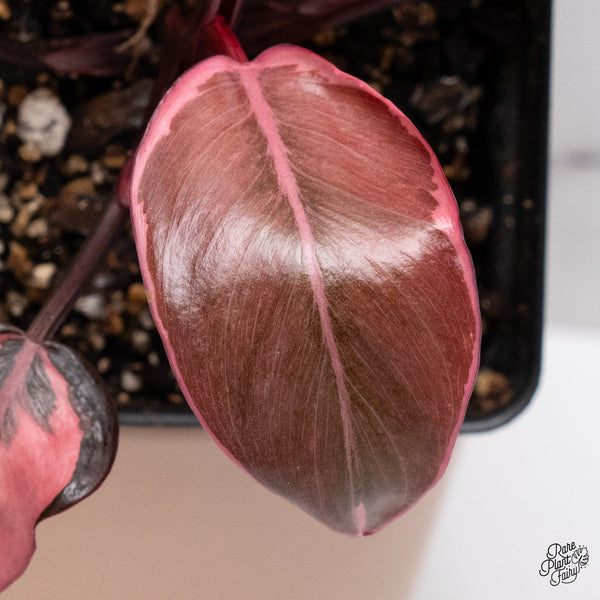 Philodendron Erubescens 'Pink Princess' Outer Variegated (wk37-G)
