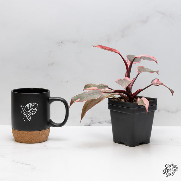 Philodendron Erubescens 'Pink Princess' *Mutation* (wk49-I)