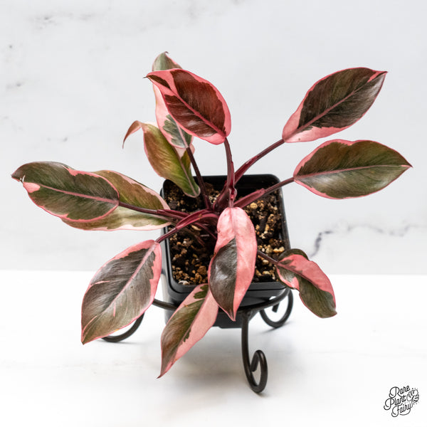 Philodendron Erubescens 'Pink Princess' *Mutation* (wk49-I)