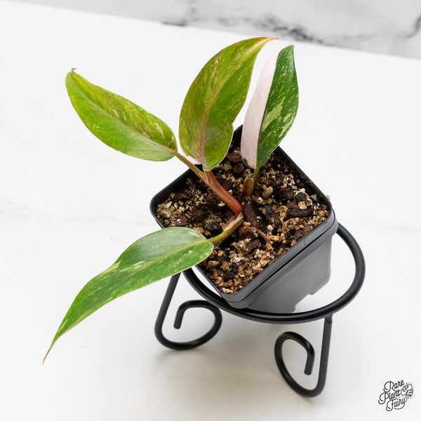 Philodendron 'Scarlet Princess' ('Red Anderson' Mutation) Variegated (wk49-A)