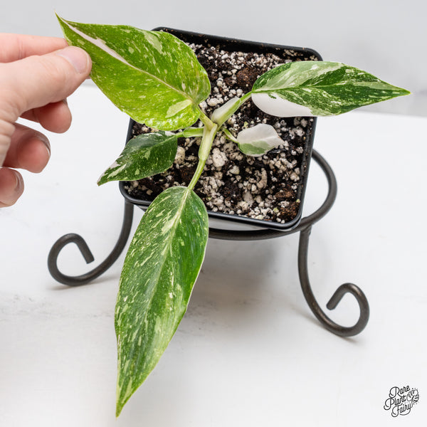 Philodendron 'Scarlet Princess' ('Red Anderson' Mutation) Variegated (wk51-E)