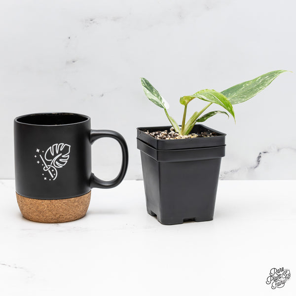 Philodendron 'Scarlet Princess' ('Red Anderson' Mutation) Variegated (wk51-E)