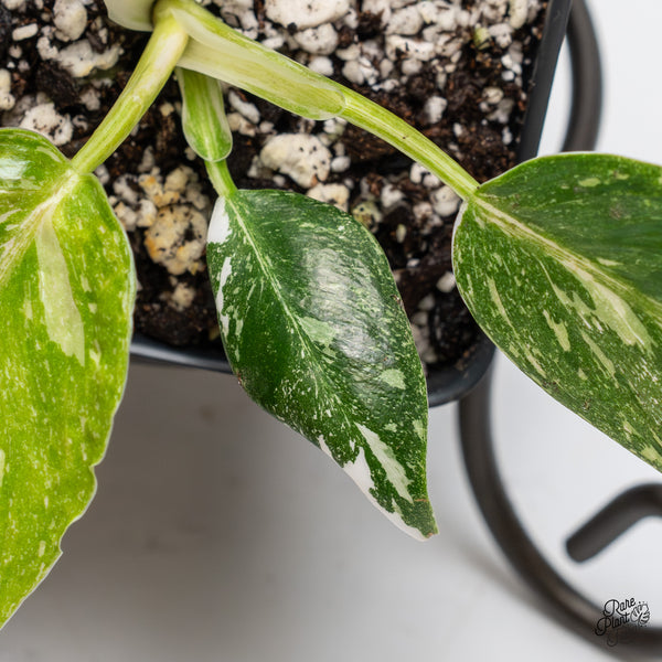 Philodendron 'Scarlet Princess' ('Red Anderson' Mutation) Variegated (wk51-E)