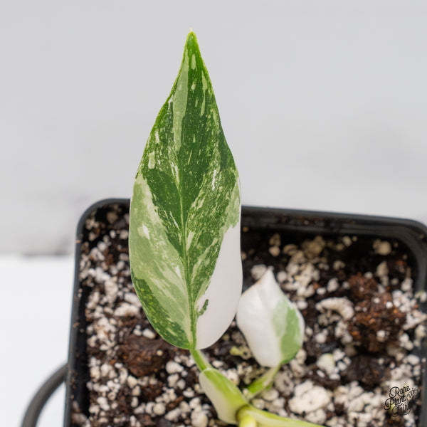 Philodendron 'Scarlet Princess' ('Red Anderson' Mutation) Variegated (wk51-E)