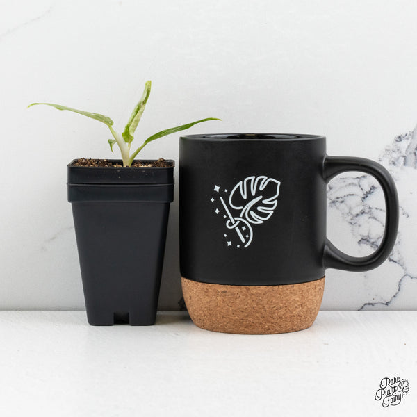 Philodendron 'Scarlet Princess' ('Red Anderson' Mutation) Variegated (wk52-E)