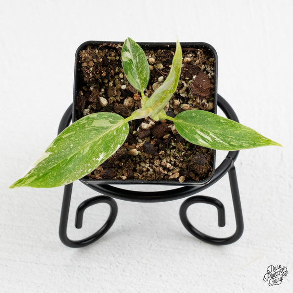 Philodendron 'Scarlet Princess' ('Red Anderson' Mutation) Variegated (wk52-E)