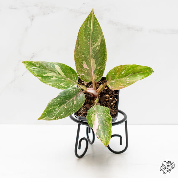 Philodendron 'Scarlet Princess' ('Red Anderson' Mutation) Variegated (wk2-G)