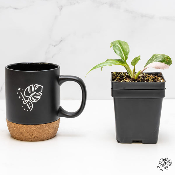 Philodendron 'Scarlet Princess' ('Red Anderson' Mutation) Variegated (wk5-A)