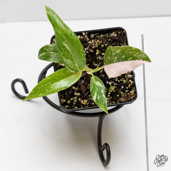 Philodendron 'Scarlet Princess' ('Red Anderson' Mutation) Variegated (wk5-A)