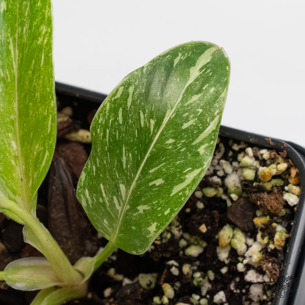 Philodendron 'Scarlet Princess' ('Red Anderson' Mutation) Variegated (wk5-A)