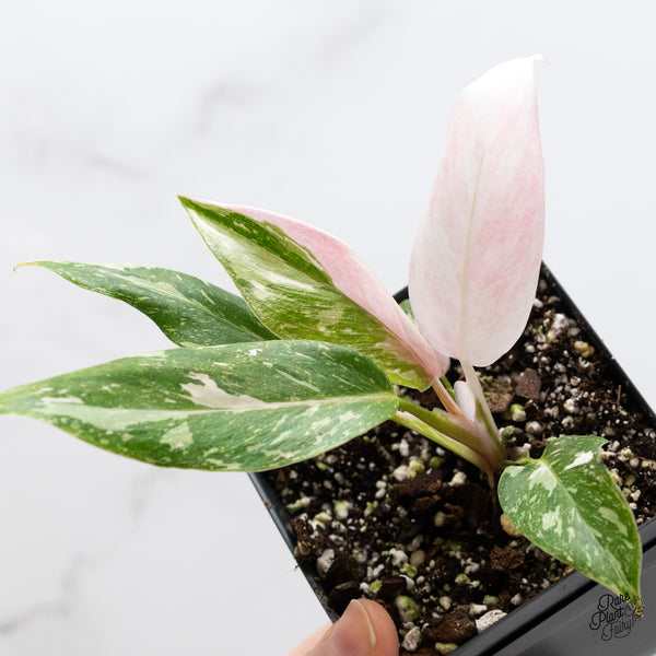 Philodendron 'Scarlet Princess' ('Red Anderson' Mutation) Variegated (wk6-H)