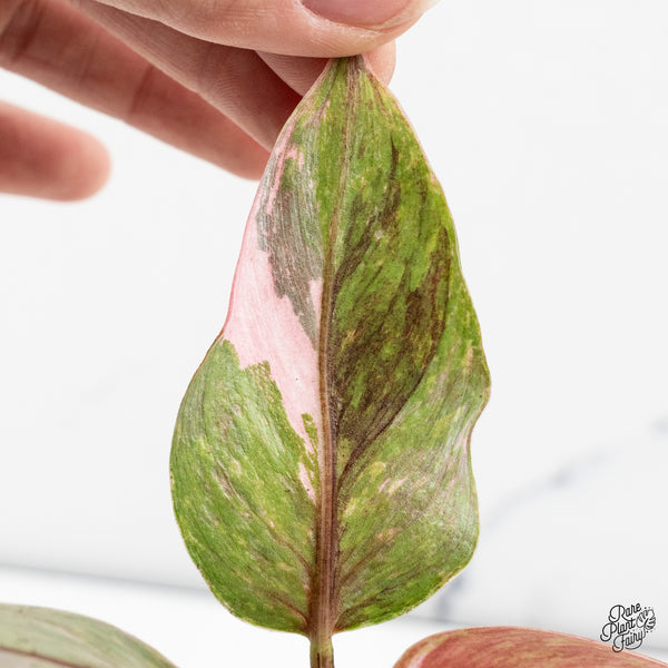 Philodendron 'Scarlet Princess' ('Red Anderson' Mutation) (wk46-I)