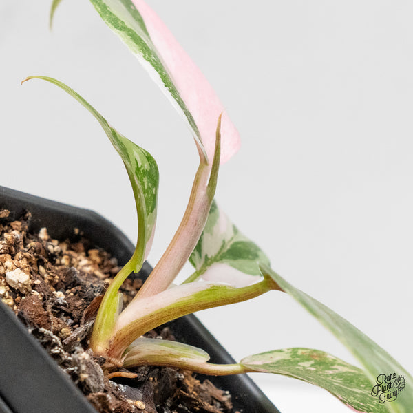 Philodendron 'Scarlet Princess' ('Red Anderson' Mutation) Variegated (wk5-S)