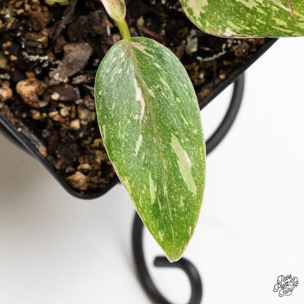Philodendron 'Scarlet Princess' ('Red Anderson' Mutation) Variegated (wk5-S)