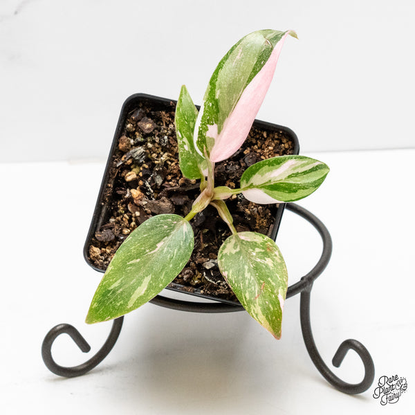 Philodendron 'Scarlet Princess' ('Red Anderson' Mutation) Variegated (wk5-S)